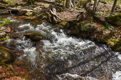 Stream flowing through rocks in forest