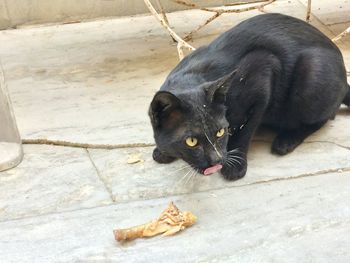 Black cat relaxing outdoors