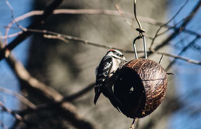 Close-up of bird perching on branch