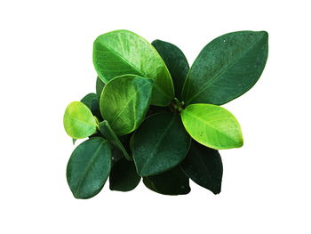 Close-up of green leaves against white background