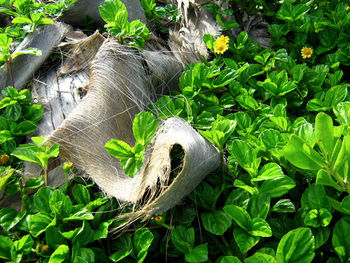 Close-up of lizard on plant