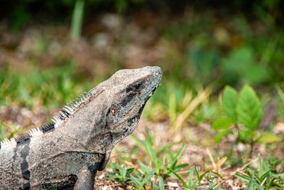 Close-up of iguana on field