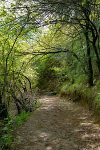 Dirt road amidst trees in forest