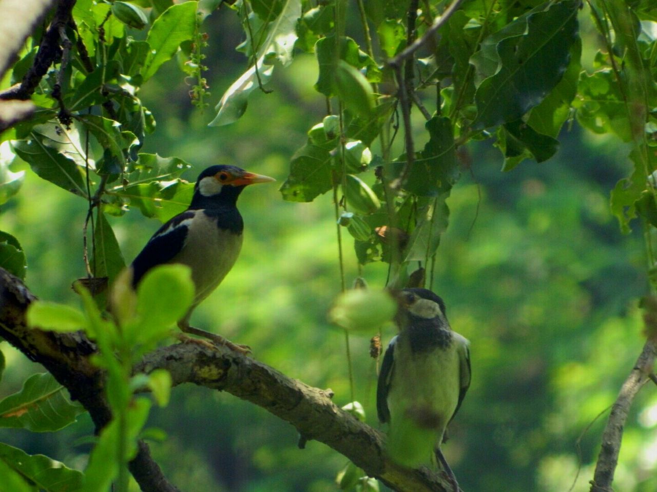 Pied Mynah