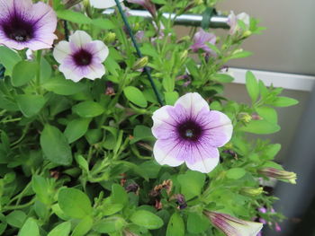 Close-up of purple flowering plants