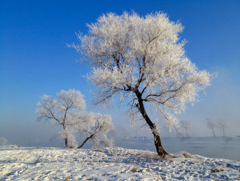 Bare trees on landscape against sky