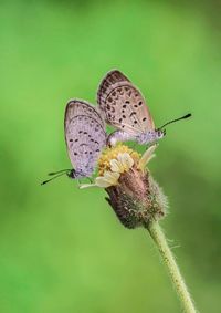 Close-up of butterfly pollinating on flower