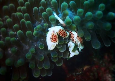 Close-up of butterfly on sea