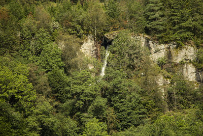 Scenic view of forest