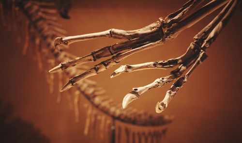 Close-up of plant against blurred background