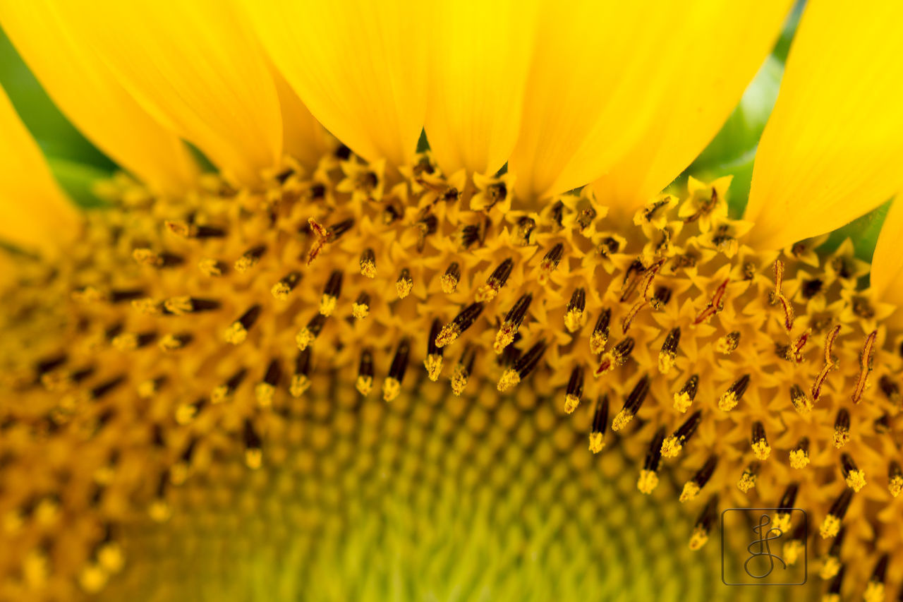 CLOSE-UP OF FRESH YELLOW SUNFLOWER BLOOMING IN PARK