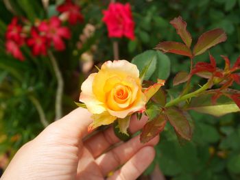 Close-up of hand holding yellow rose