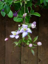 Close-up of purple flowering plant