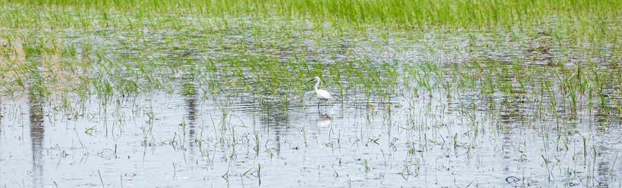 View of birds on lake