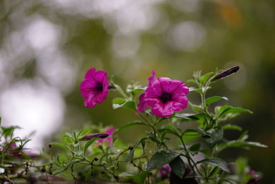 Close-up of pink cosmos blooming outdoors