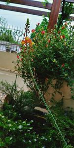 Close-up of plants against blurred background