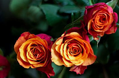 Close-up of rose bouquet