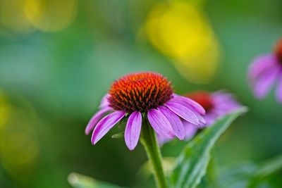 Close-up of purple flowering plant