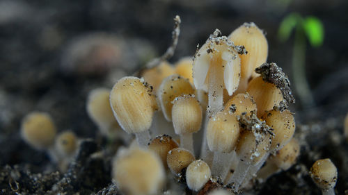 Close-up of mushrooms