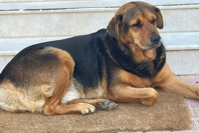 Close-up of dog resting