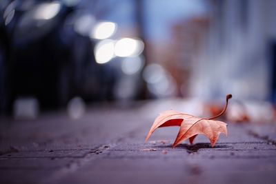 Close-up of autumn leaves on street