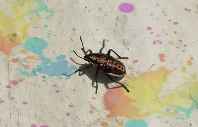 Close-up of insect on wall