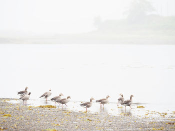 Flock of birds on beach