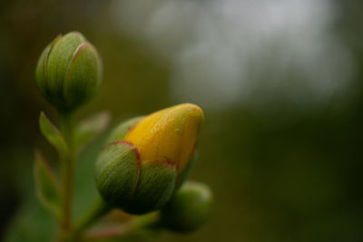 Close-up of a yellow bud against a dark background