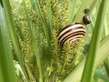 Close-up of snail on plant