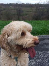 Close-up of dog on field