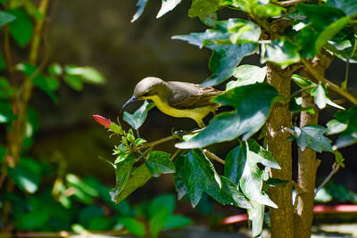 Bird perching on a branch