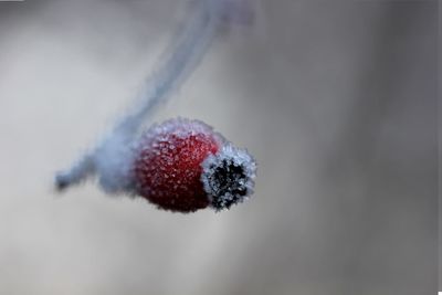 Close-up of red flower