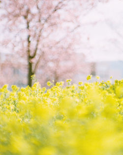 Close-up of yellow flowers on field