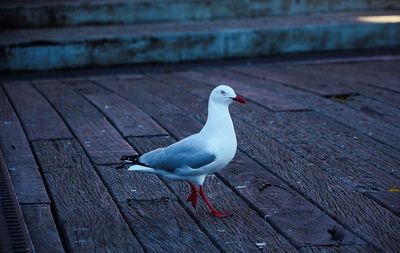 Close-up of seagull perching on wood