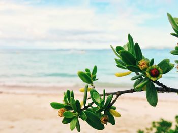 Close-up of plant against sea