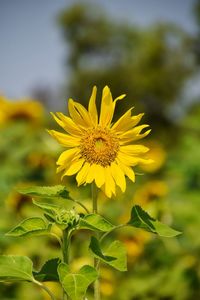 Close-up of yellow flowering plant on field