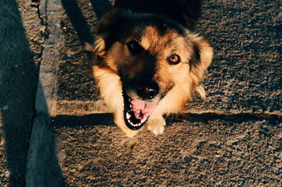 High angle portrait of dog