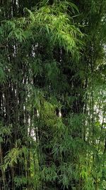 High angle view of birds on land