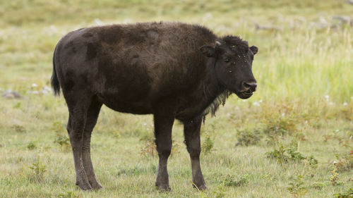 Horse standing in a field