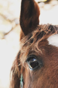 Close-up of a horse eye