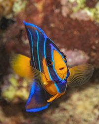 Holacanthus ciliaris