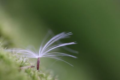 Close-up of dandelion on plant