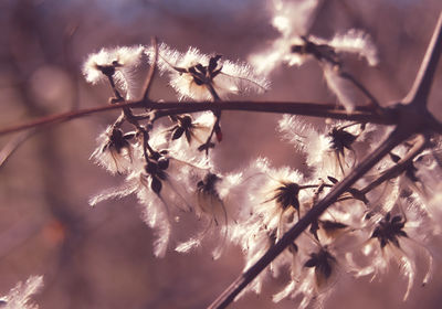 Low angle view of cherry blossom against sky