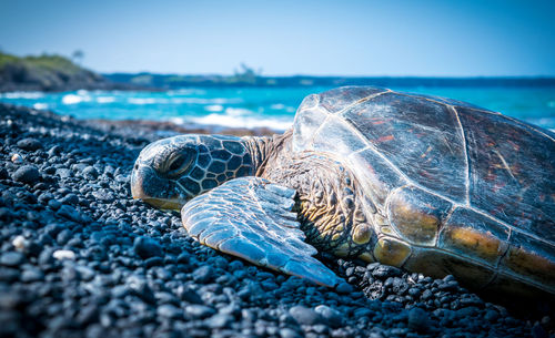 Close-up of turtle on beach against blue sky