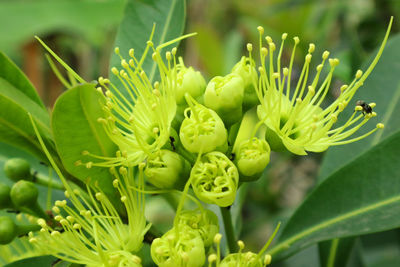 Close-up of green plant