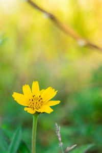 Close-up of yellow flower blooming outdoors