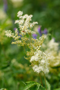 Close-up of plant