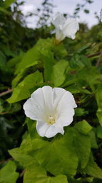 Close-up of white flower