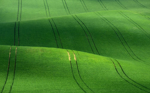 Green crops on field