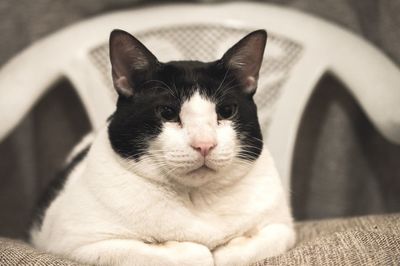 Close-up portrait of a cat